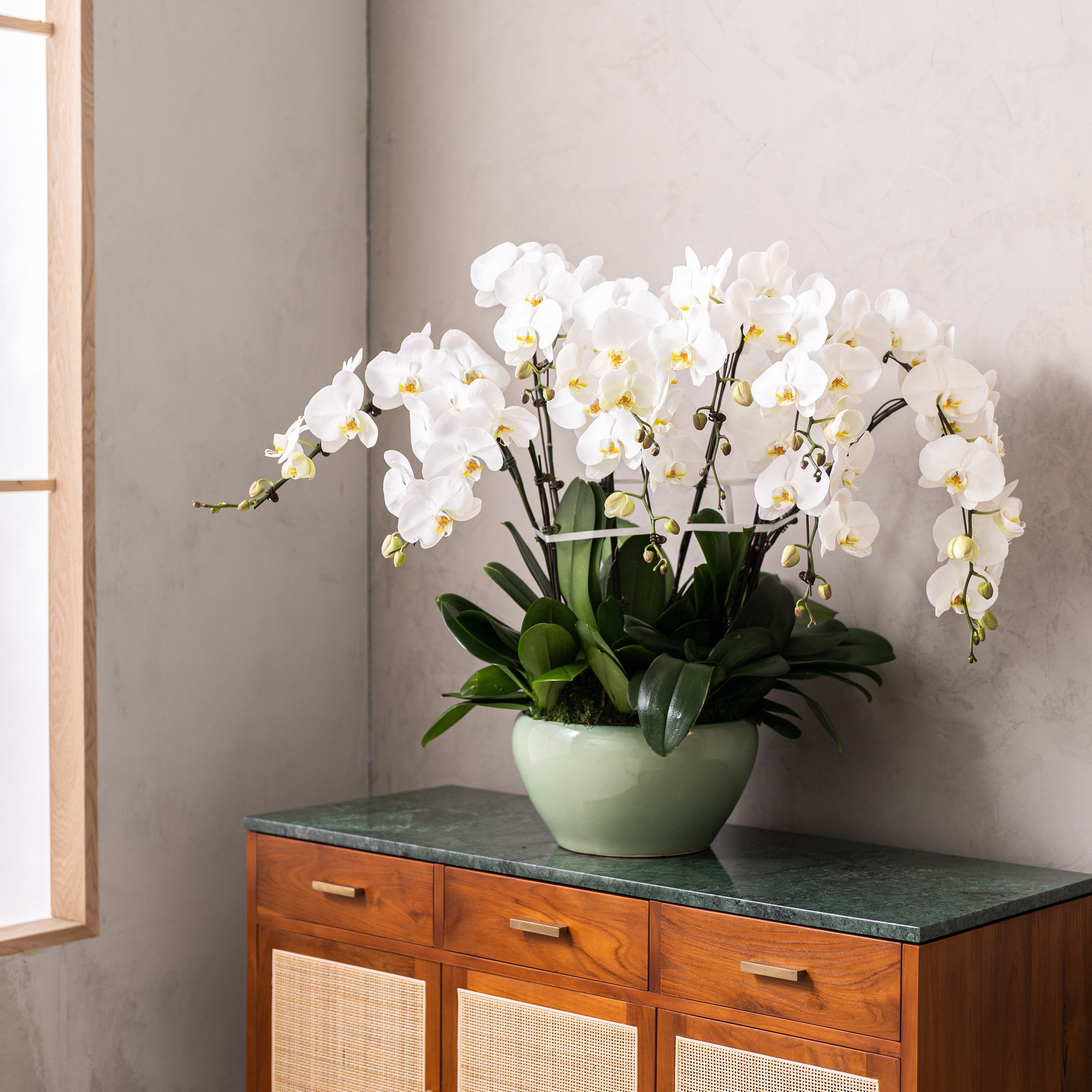 Grand Phalaepnosis Orchid Vase
