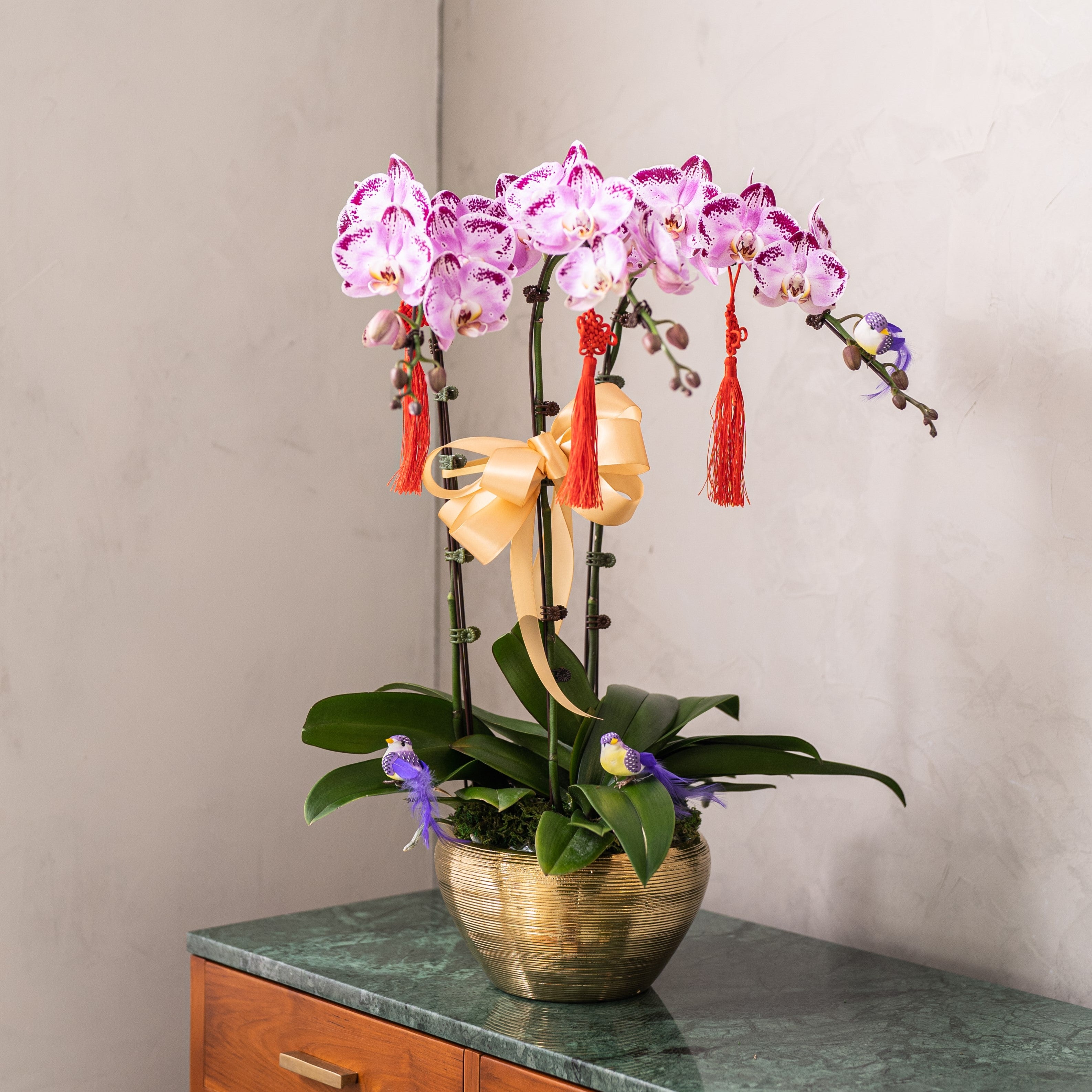 Special Phalaenopsis Orchid Vase
