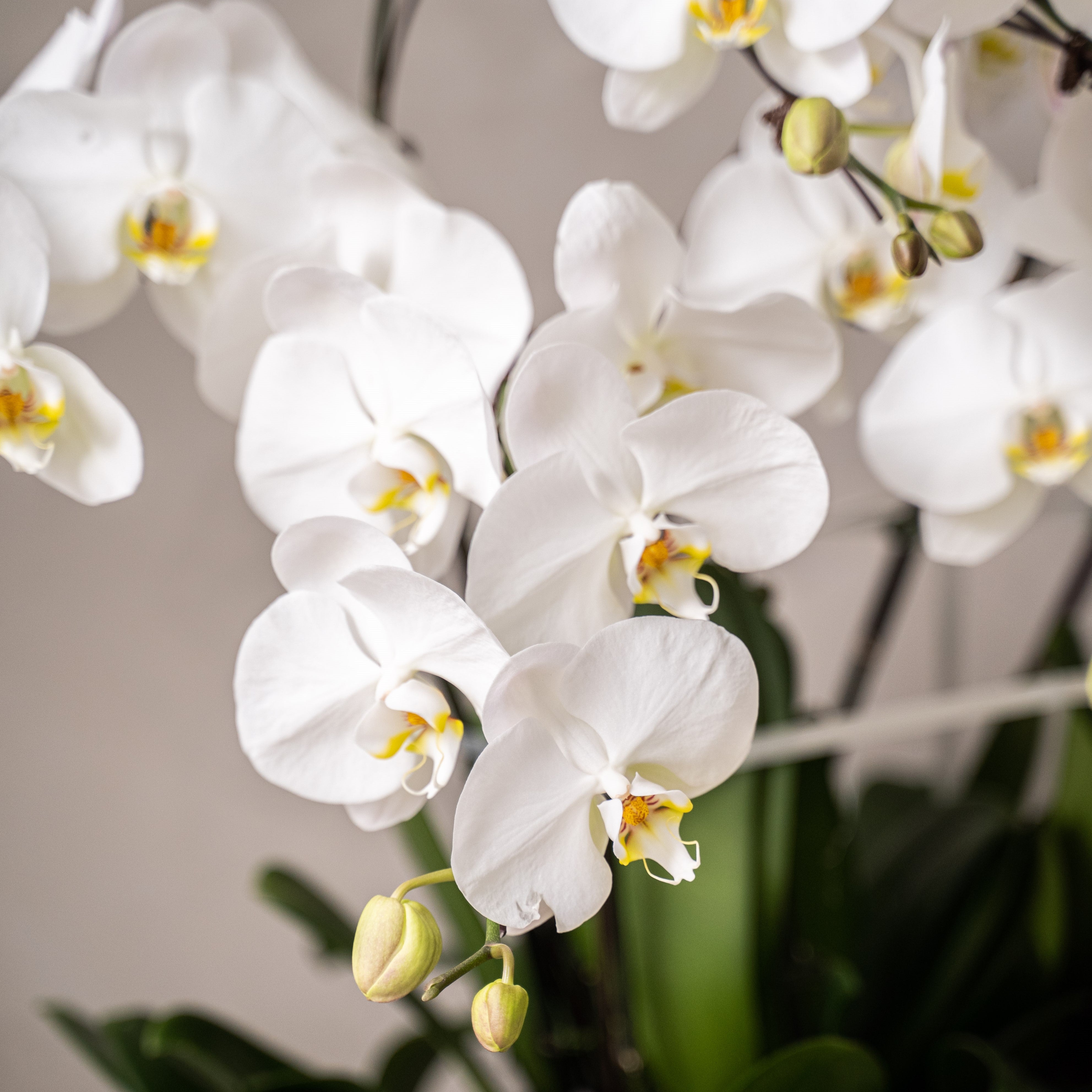 Grand Phalaepnosis Orchid Vase