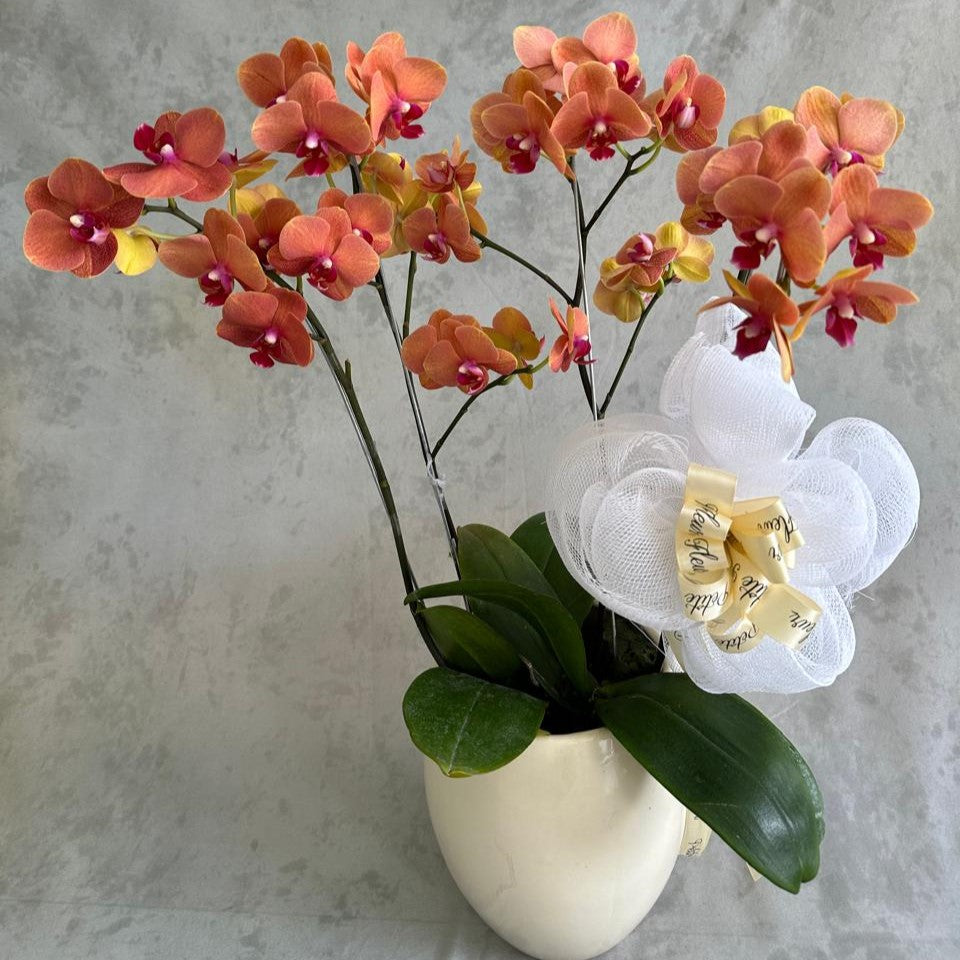 Elegant Orchid Surprise