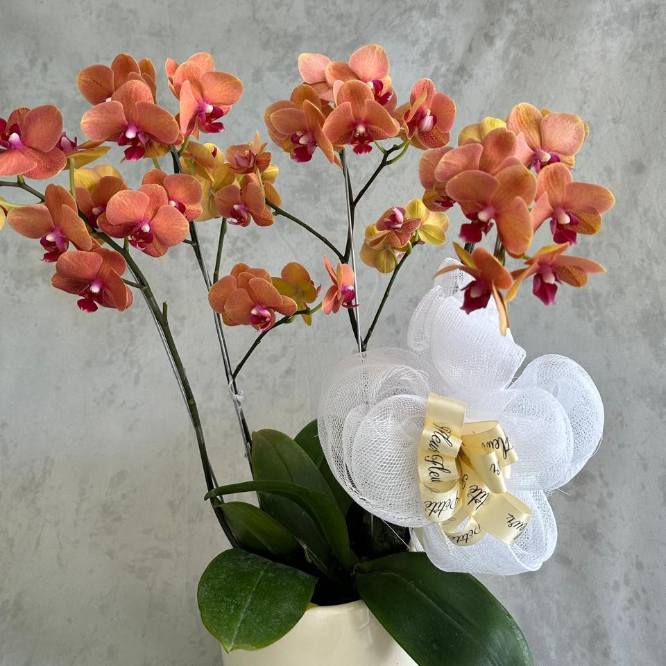 Elegant Orchid Surprise